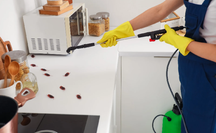 شركة رش حشرات مدينة نصر