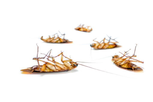 شركة مكافحة الصراصير التجمع الخامس