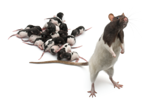 شركة مكافحة بق الفراش التجمع الخامس