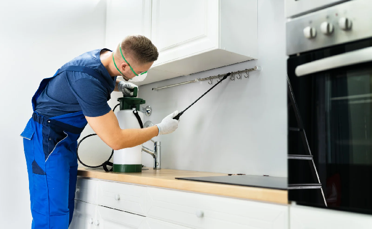 مكافحة الفئران مدينة نصر