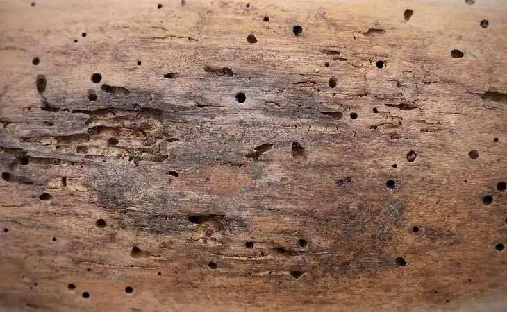 شركة مكافحة سوس الخشب 01050003433 واسرع 3 طرق للتخلص من السوس