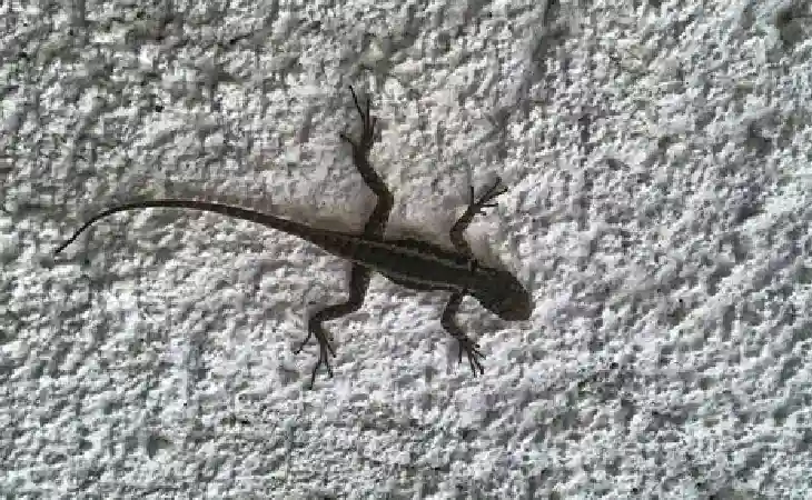 شركة مكافحة الابراص 01050003433 وطرق طردها نهائيا من المنزل بأقل الاسعار تعرف عليها