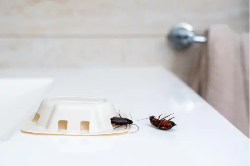 ابادة حشرات المنزل بـ 3 نباتات من الطبيعة وسر الخيار في طرد الصراصير