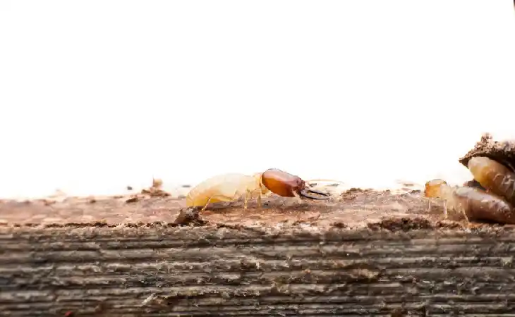 شركة رش النمل الابيض 10 طرق مجربة لمكافحة النمل الابيض