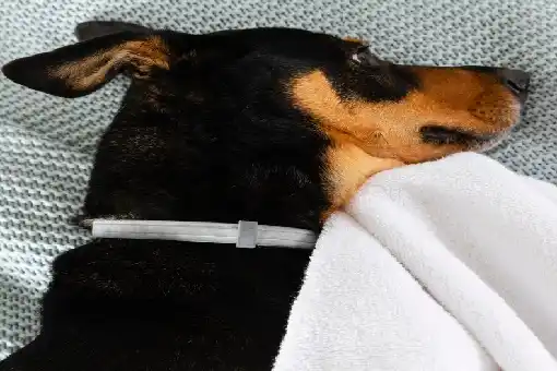 شركة رش البراغيث 01050003433 افضل طرق مكافحة البراغيث باحترافية