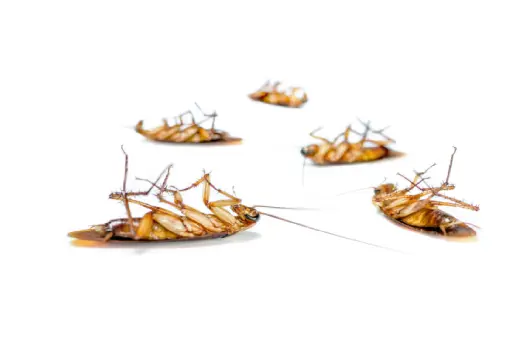 شركة مكافحة الصراصير التجمع الخامس 01111606464 – تكنولوجيا ألمانية في خدمة منزلك: