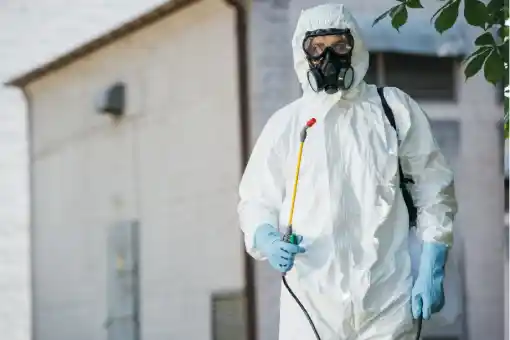 إبادة حشرات التجمع | 5 خطوات ألمانية للقضاء النهائي على الحشرات