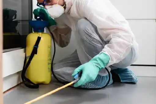 شركة مكافحة حشرات في التجمع الأول: خطة 30 دقيقة للتطهير الكامل وضمان بيئة آمنة