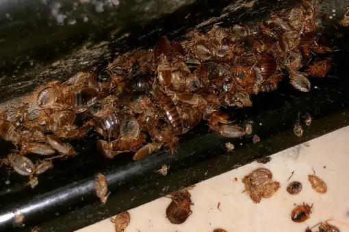 شركة ابادة حشرات في مدينتي: 8 أنواع حشرات تهدد صحتك وكيفية القضاء عليها