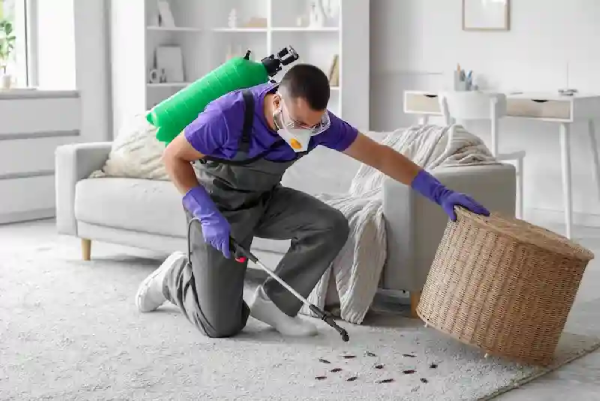 رش مبيدات حشرية 10 طرق للتخلص من البق والصراصير والقوارض