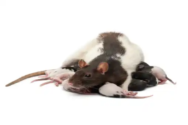 شركة مكافحة الفئران 10 طرق مجربة لطرد الفئران من المنزل نهائيا