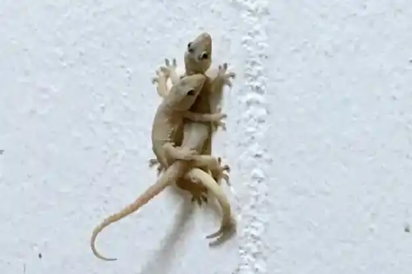 طرد الابراص من المنزل 10 طرق مجربة للتخلص من الابراص