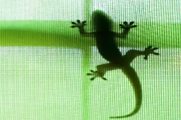 طرد الابراص من المنزل 10 طرق مجربة للتخلص من الابراص