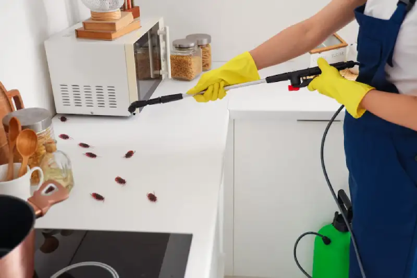 ابادة الحشرات المنزلية 01050003433 خلال يوم واحد بـ 3 طرق تعرف عليها