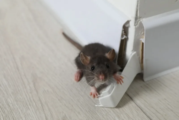 شركة مكافحة الفئران في القاهرة 01050003433 وأسرع 3 طرق لطرد القوارض من المنزل