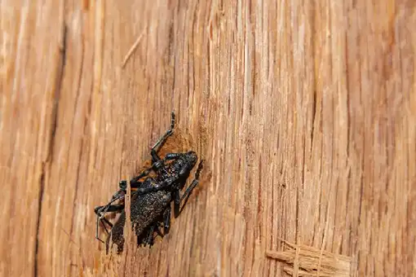 شركة مكافحة حشرات في الرحاب