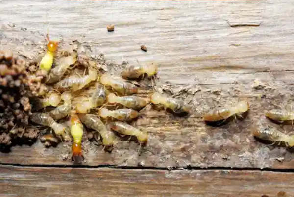 شركة ابادة حشرات في الرحاب