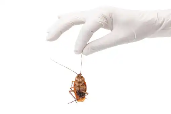 شركة مكافحة حشرات المعادي تكشف: 3 أسباب تجعل بيوت المعادي ملاذا للصراصير