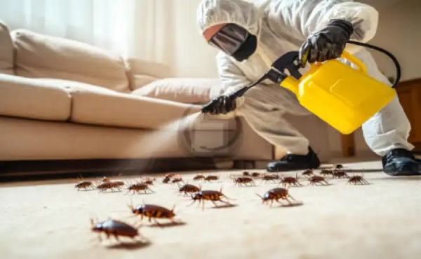 شركة مكافحة حشرات المعادي تكشف: 3 أسباب تجعل بيوت المعادي ملاذا للصراصير