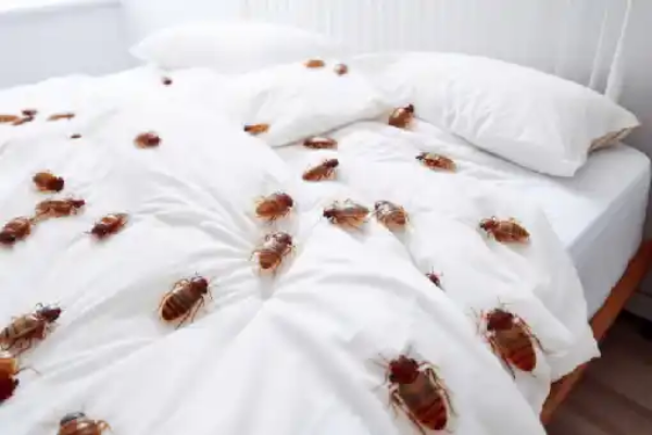 شركة مكافحة حشرات الرحاب تكشف: 70% من الإصابات تبدأ من قطعة أثاث واحدة