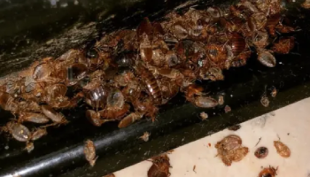 أفضل مبيد لبق الفراش 7 خطوات للقضاء على البق من الجذور