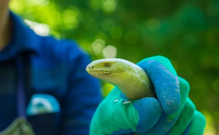 مكافحة الثعابين